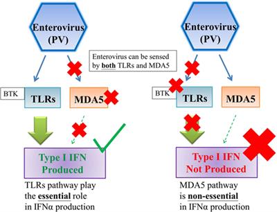 Type I and III Interferon Productions Are Impaired in X-Linked Agammaglobulinemia Patients Toward Poliovirus but Not Influenza Virus